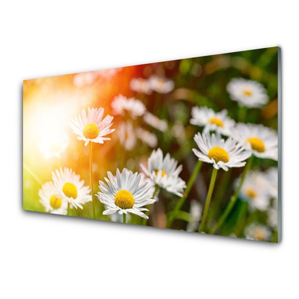 Foto schilderij op glas Daisies flowers rays