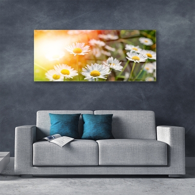 Foto schilderij op glas Daisies flowers rays