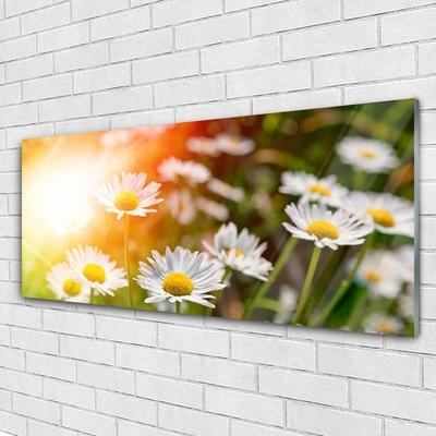 Foto schilderij op glas Daisies flowers rays