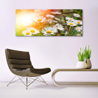 Foto schilderij op glas Daisies flowers rays