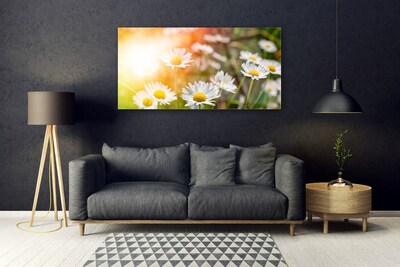 Foto schilderij op glas Daisies flowers rays