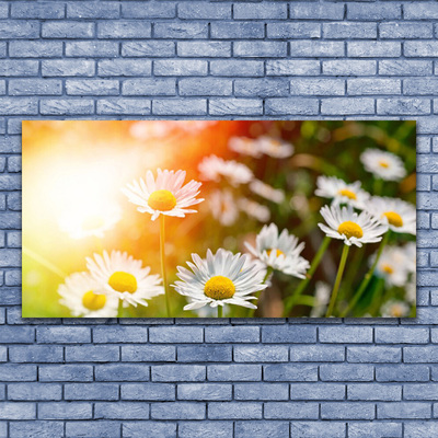 Foto schilderij op glas Daisies flowers rays