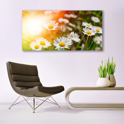 Foto schilderij op glas Daisies flowers rays