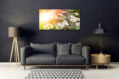 Foto schilderij op glas Daisies flowers rays