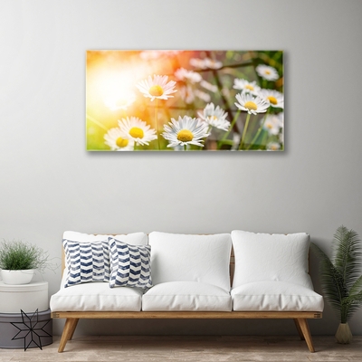 Foto schilderij op glas Daisies flowers rays