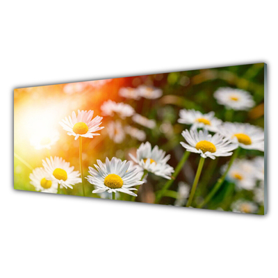 Foto schilderij op glas Daisies flowers rays