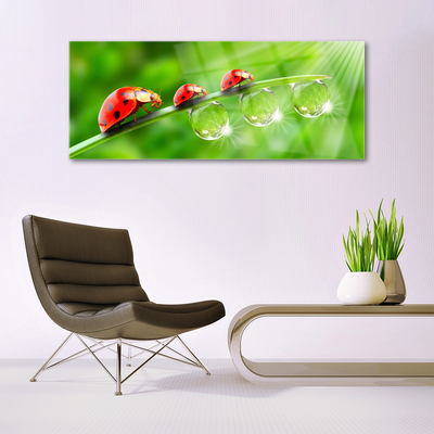 Foto schilderij op glas Lieveheersbeestje op een blad drops
