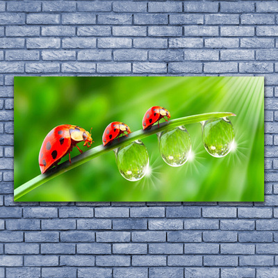 Foto schilderij op glas Lieveheersbeestje op een blad drops