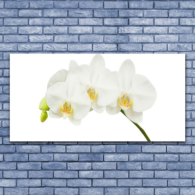 Foto schilderij op glas Shoots orchideebloemen nature