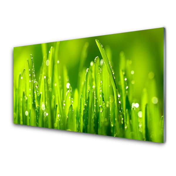 Foto schilderij op glas Green grass dew drops