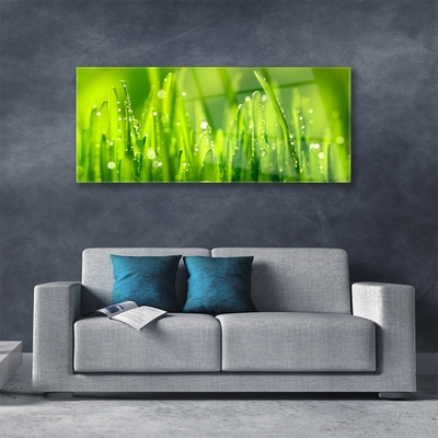 Foto schilderij op glas Green grass dew drops