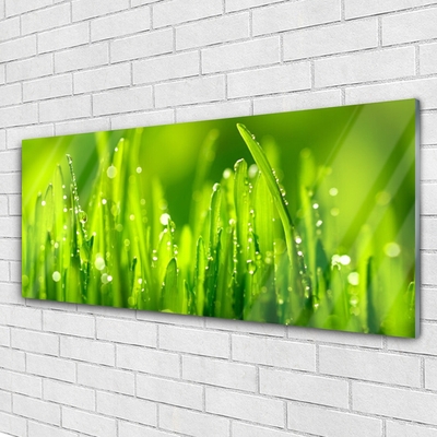 Foto schilderij op glas Green grass dew drops