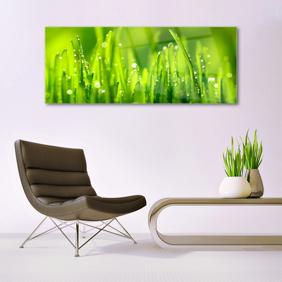 Foto schilderij op glas Green grass dew drops