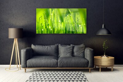 Foto schilderij op glas Green grass dew drops