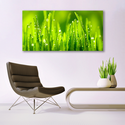 Foto schilderij op glas Green grass dew drops