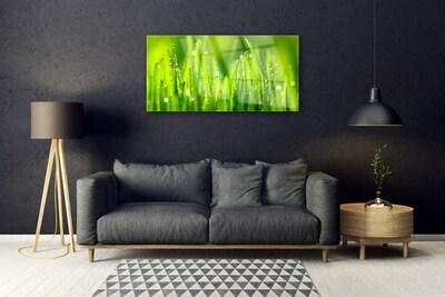 Foto schilderij op glas Green grass dew drops