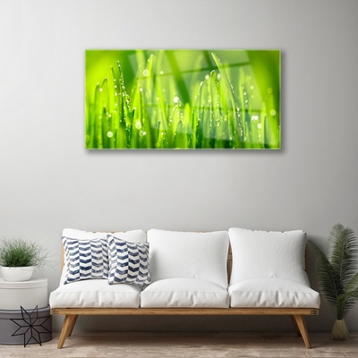 Foto schilderij op glas Green grass dew drops