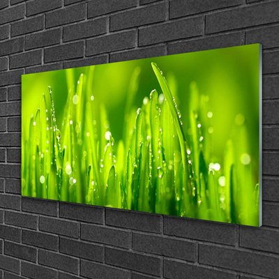 Foto schilderij op glas Green grass dew drops