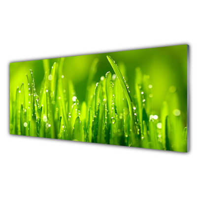 Foto schilderij op glas Green grass dew drops