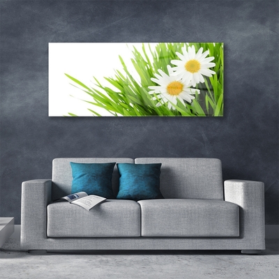 Foto schilderij op glas Daisy flower nature