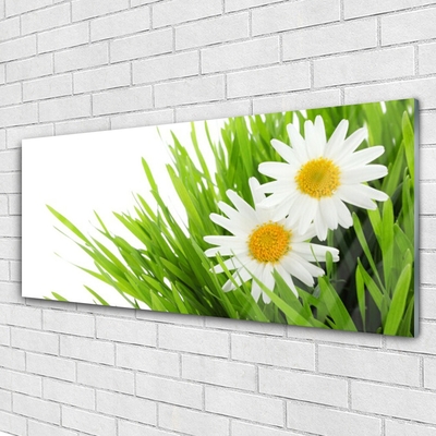 Foto schilderij op glas Daisy flower nature