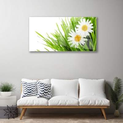 Foto schilderij op glas Daisy flower nature