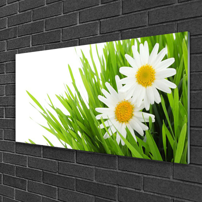 Foto schilderij op glas Daisy flower nature