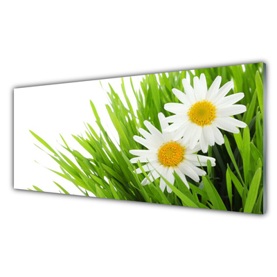 Foto schilderij op glas Daisy flower nature