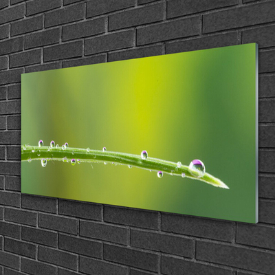 Foto schilderij op glas Daling van de dauw op gras