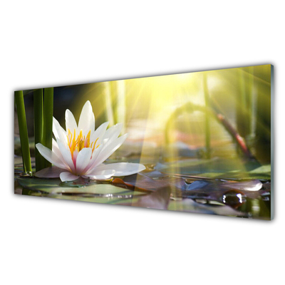 Foto schilderij op glas Zon water lily pond