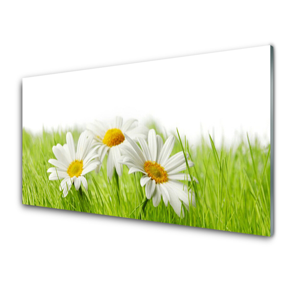 Foto schilderij op glas Daisy flowers plant