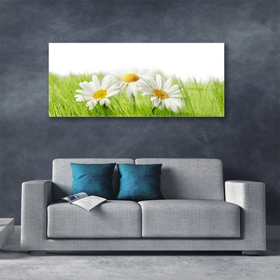 Foto schilderij op glas Daisy flowers plant