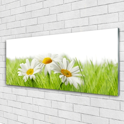 Foto schilderij op glas Daisy flowers plant