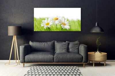 Foto schilderij op glas Daisy flowers plant