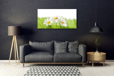 Foto schilderij op glas Daisy flowers plant