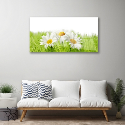 Foto schilderij op glas Daisy flowers plant