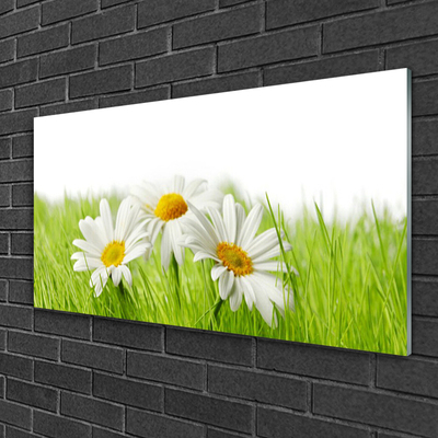 Foto schilderij op glas Daisy flowers plant