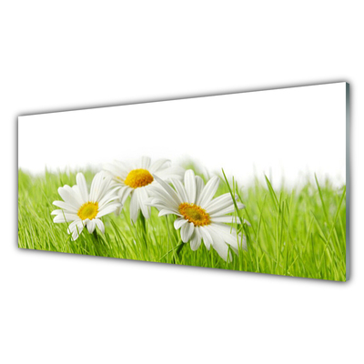 Foto schilderij op glas Daisy flowers plant