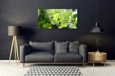 Foto schilderij op glas Leaves nature boomtakken