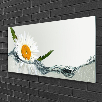 Foto schilderij op glas Daisy waterplant