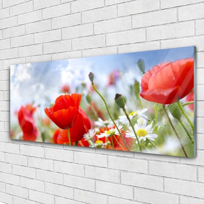 Foto schilderij op glas Poppies daisies flowers