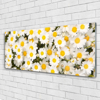Foto schilderij op glas Madeliefjes bloemen