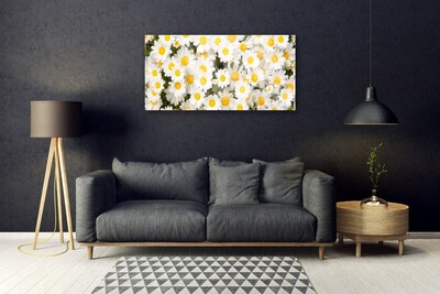 Foto schilderij op glas Madeliefjes bloemen