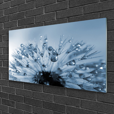 Foto schilderij op glas Dandelion flower drops