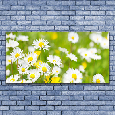 Foto schilderij op glas Daisy flower plant