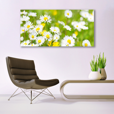 Foto schilderij op glas Daisy flower plant