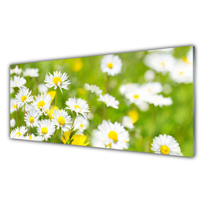 Foto schilderij op glas Daisy flower plant