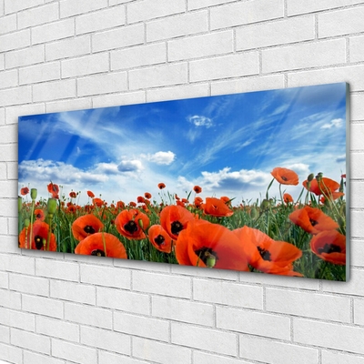 Foto schilderij op glas Meadow poppies bloemen