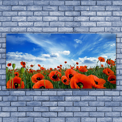 Foto schilderij op glas Meadow poppies bloemen