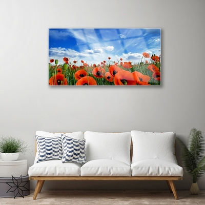 Foto schilderij op glas Meadow poppies bloemen